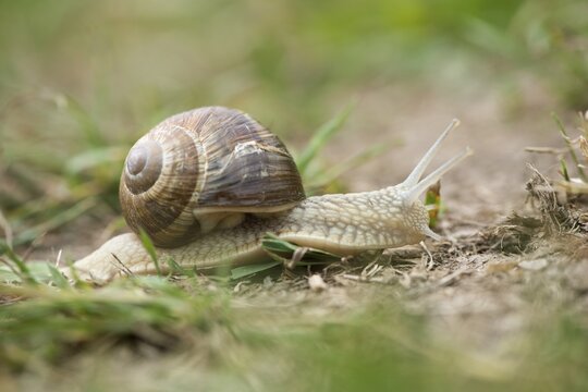 Snail (Helix pomatia) in the grass, Emsland, Lower Saxony, Germany