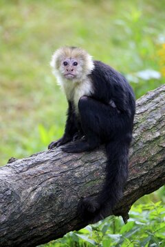 White-headed Capuchin (Cebus capucinus), adult, sits on branch, captive