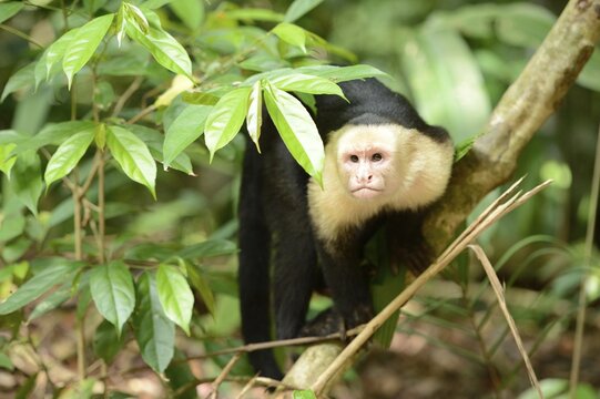 White-headed or White-faced capuchin (Cebus capucinus), Manuel Antonio National Park, Central Pacific Coast, Costa Rica, South America