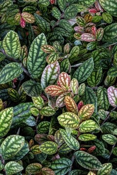 Green and purple patterned leaves, dot flower (Hypoestes phyllostachya), dot leaf, Botanical Garden Berlin, Berlin, Germany