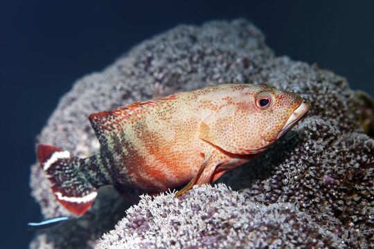 Flagtail Rockcod (Cephalopholis urodeta), Great Barrier Reef, Unesco World Heritage Site, Pacific, Australia