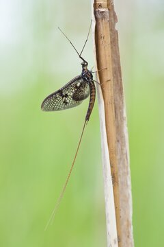 Mayfly (Ephemeroptera) on blade, Emsland, Lower Saxony, Germany