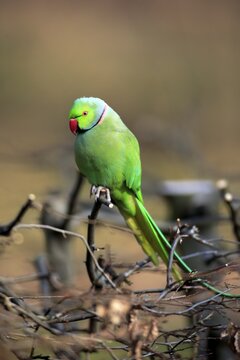 Rose-ringed parakeet or ring-necked parakeet (Psittacula krameri), adult on tree, Baden-W&uuml;rttemberg, Germany