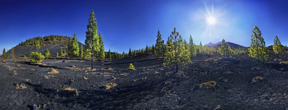 Panoramic view of a lava field with Teide volcano and pine trees against the sun, Teide National Park, Tenerife, Canary Islands, Spain, Europe