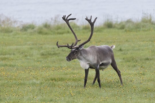Reindeer (Rangifer tarandus) in a meadow, East fjords, Iceland