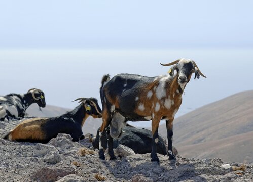 Goats at Barranco la Huguera, Fem&eacute;s, Lanzarote, Canary Islands, Spain
