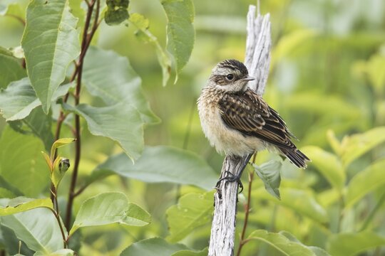 Young Whinchat (Saxicola rubetra), Emsland, Lower Saxony, Germany
