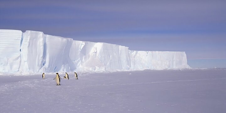 Emperor penguins (Aptenodytes forsteri) in front of icebergs, Atka Bay, Weddell Sea, Antarctica