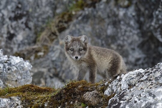 Arctic Fox (Vulpes lagopus), cub, Alkhornet, Svalbard Archipelago, Norway