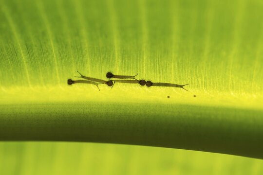 Young caterpillars of the Forest Giant Owl (Owl Butterfly) on the underside of a banana leaf, captive, native to South America