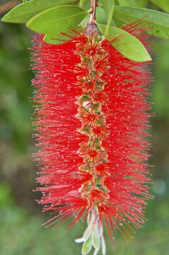 Bottlebrush (Callistemon), Botanical Garden, Jardim Botanico, Funchal, Madeira, Portugal