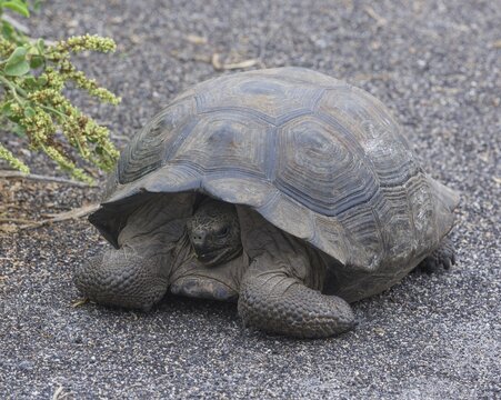 Gal&aacute;pagos Giant Tortoise, Cerro Azul subspecies (Chelonoidis nigra vicina), Isabela Island, Gal&aacute;pagos Islands, Ecuador