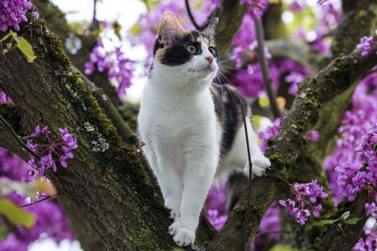 Cat (Felis catus), tricolored, lucky , climbing on flowering Judas tree (Cercis siliquastrum), Baden-W&uuml;rttemberg, Germany