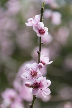 Almond Tree (Prunus dulcis), almond blossom, La Palma, Canary Islands, Spain