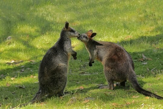 Swamp wallaby (Wallabia bicolor), adult, pair, social behaviour, Cuddly Creek, South Australia, Australia