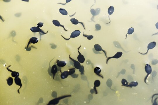Tadpoles, larvae of a frog