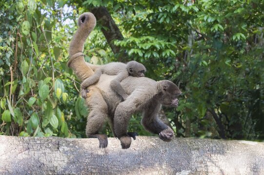 Brown Woolly Monkey or Humboldt's Woolly Monkey (Lagothrix lagotricha), adult female with its young on the back, vulnerable species, Amazonas State, Brazil