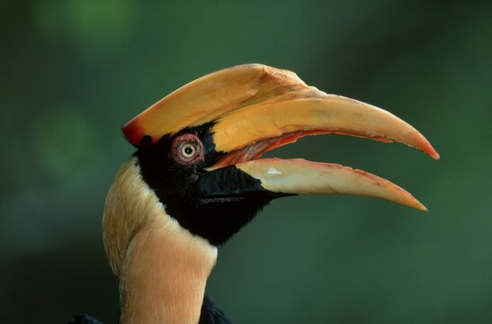 Great Indian Hornbill / (Buceros bicornis)
