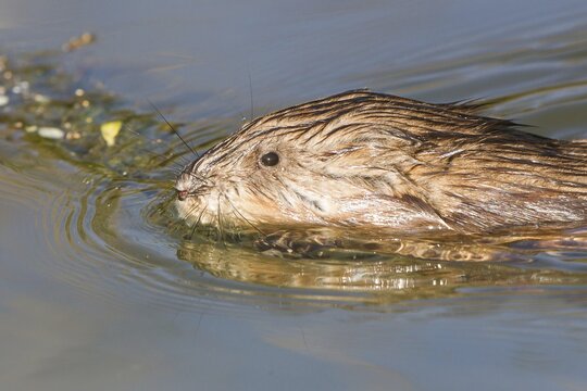 Muskrat (Ondatra zibethicus), swimming, North Hesse, Hesse, Germany
