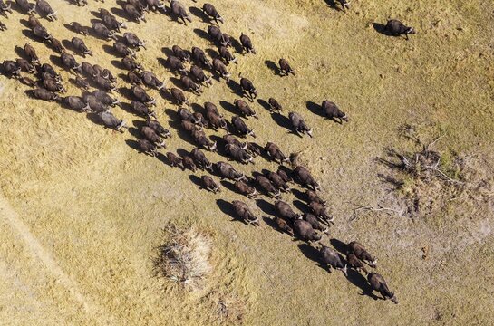 Cape Buffaloes (Syncerus caffer caffer), roaming herd, Okavango Delta, Botswana