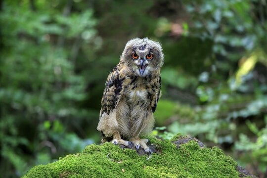 Eurasian eagle-owl (Bubo bubo), adult on lookout, hooting, Kasselburg, Eifel, Germany