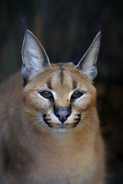 Caracal (Caracal caracal), adult, animal portrait, captive, England, United Kingdom