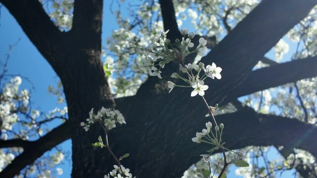 white flowers flutter on crabapple tree