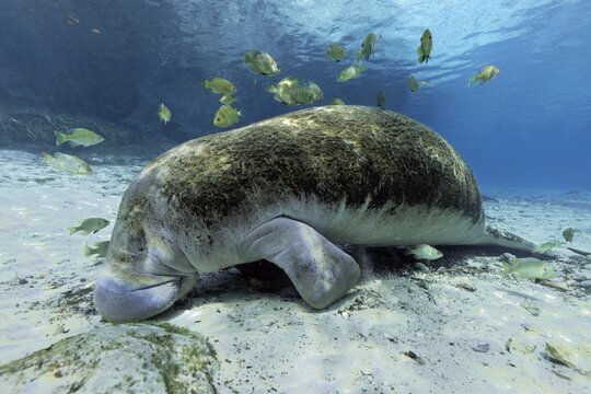 West Indian manatee (Trichechus manatus), overgrown with moss, resting on the bottom, Grass perch, Green sunfish (Lepomis cyanellus) eats moss from manti, cleanerfish, Three Sisters Springs, Manti Sanctuary, Crystal River, Florida, USA