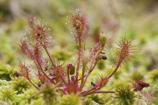Oblong-leaved sundew or spoonleaf sundew (Drosera intermedia)