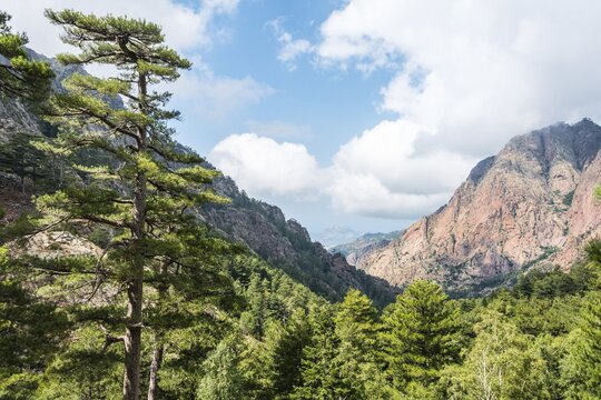 Mountains, reddish rocks, pine forest, Refuge de Carrozzu, Corsica, France