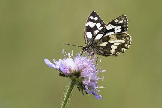 Marbled white (Melanargia galathea) on Field scabious (Knautia arvensis), Hesse, Germany