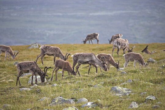Domestic Reindeer (Rangifer tarandus) near Jotunheimen, Valdresflya, Norway, Scandinavia, Europe