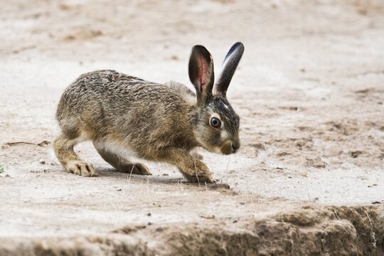 Young brown hare (Lepus europaeus), Rhineland-Palatinate, Germany