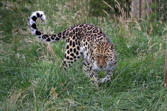 Amur Leopard (Panthera pardus orientalis), adult, stalking, native to Asia, captive, England, United Kingdom