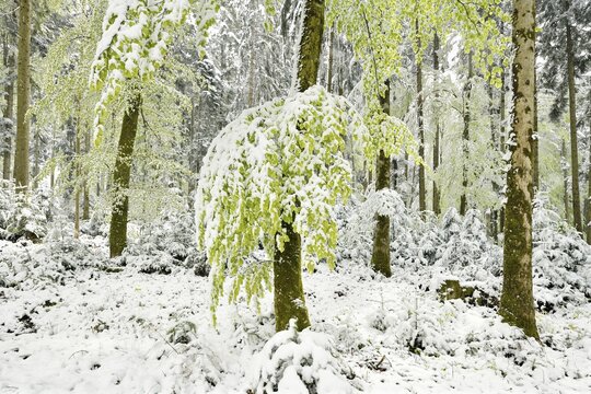 Common beeches (Fagus sylvatica), during leaf emergence with snow, mixed forest, Lindenberg, Canton Aargau, Switzerland