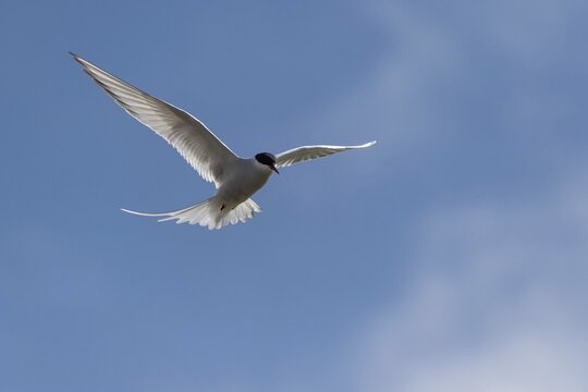 Arctic tern (Sterna paradisea) in flight, Strandir, Westfjords, Iceland
