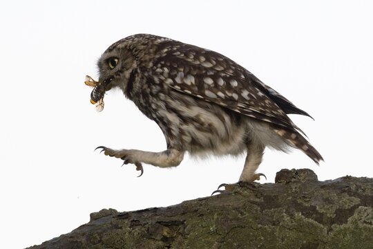 Little owl (Athene noctua) with captured cockchafer (Melolontha), Emsland, Lower Saxony, Germany