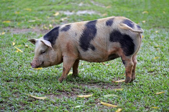 Domestic pig (Porcus domesticus), female, Pantanal, Mato Grosso, Brazil