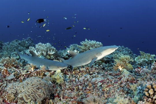 Whitetip reef sharks (Triaenodon obesus), two, starts over boulders of dead corals, Pacific Ocean, Sulu Lake, Tubbataha Reef National Marine Park, Palawan Province, Philippines
