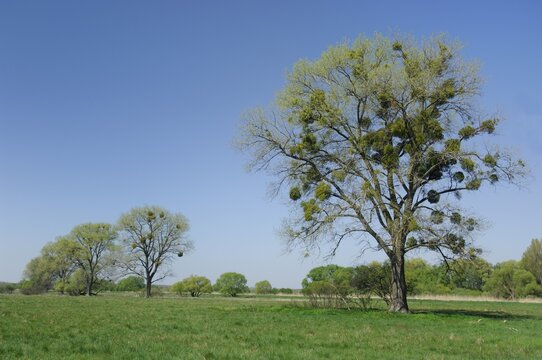 Tree with viscum (Viscumalbum)