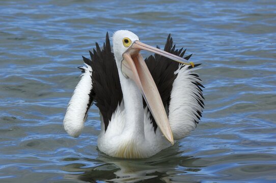 Australian Pelican (Pelecanus conspicillatus), Australia