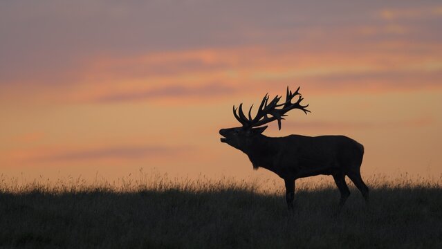 Red deer (Cervus elaphus), Royal Stag in last light, silhouette, red sky, sunset, Zealand, Denmark