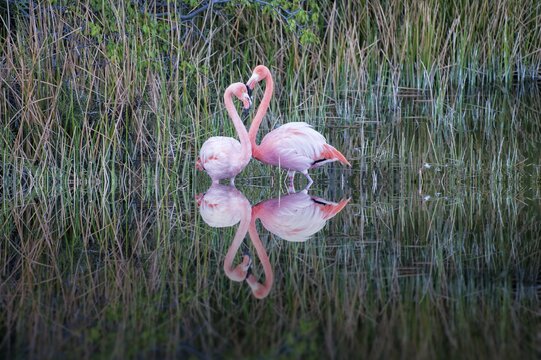Pair of Greater Flamingos or American Flamingos (Phoenicopterus ruber), Punta Morena, Isabela Island, Galapagos, Ecuador