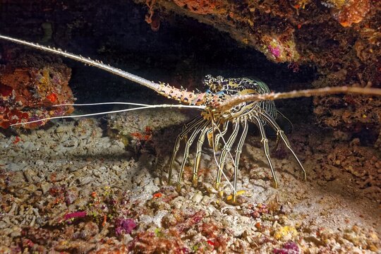 Painted rock crayfish (Panulirus versicolor), Great Barrier Reef, Unesco World Heritage Site, Pacific, Australia