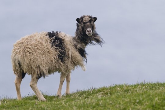 Sheep, Mykines, Faroe Islands, Denmark