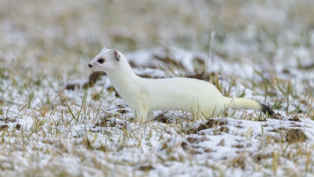 Stoat (Mustela erminea), in winter fur on a meadow covered with snow, Swabian Alb Biosphere Reserve, Baden-W&uuml;rttemberg, Germany