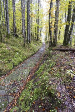 Celtic road, Roman road, Rottweg, historic track road near Klais, Werdenfelser Land, Upper Bavaria, Bavaria, Germany
