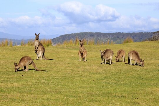 Eastern grey kangaroos (Macropus giganteus), group of animals grazing in a green meadow, Maloney Beach, New South Wales, Australia