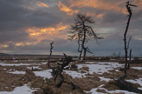 Dead scots pine (Pinus sylvestris) in the moor at sunset, High Fens, Belgium