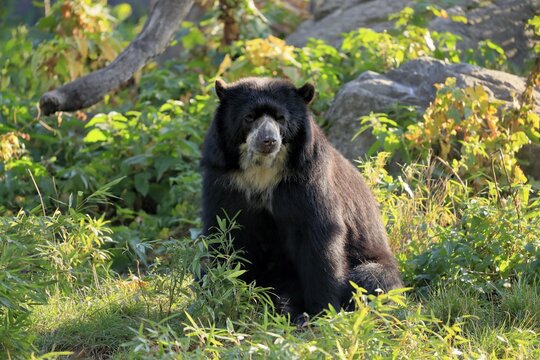 Spectacled bear (Tremarctos ornatus), adult, alert, captive